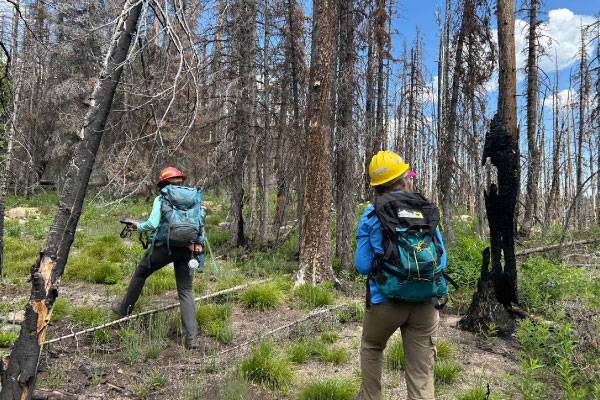 Two people wearing backpacks and hard hats walk through a forest with many burned and dead trees. They appear to be surveying or conducting research, surrounded by green grass and sparse vegetation under a blue sky.