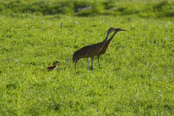 Two adult Sandhill cranes and a chick stand in a green field dotted with small purple flowers.