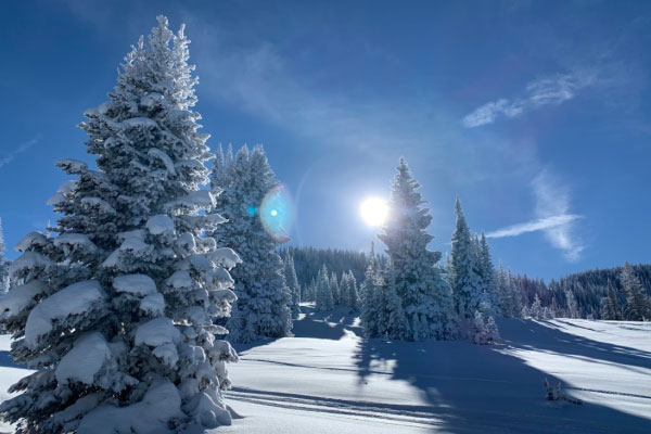 Snow-covered pine trees on a sunny winter day, with bright sunlight shining through the trees and casting long shadows on the snowy ground under a clear blue sky.
