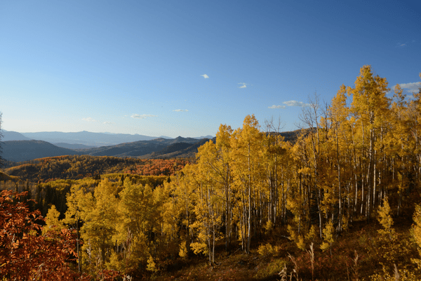 Image of yellow aspen trees and mountains in background.